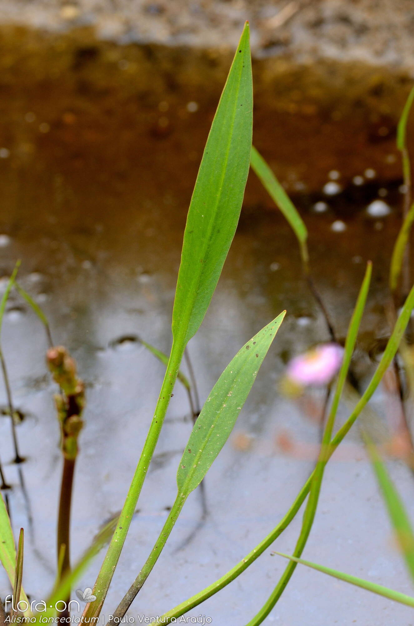 Alisma lanceolatum - Folha | Paulo Ventura Araújo; CC BY-NC 4.0