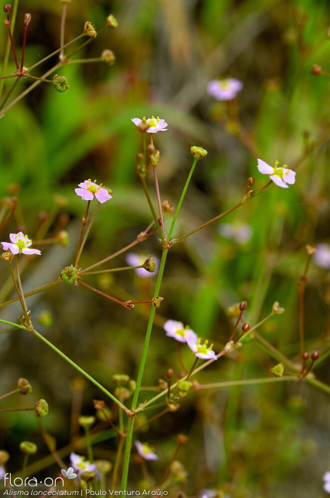 Alisma lanceolatum