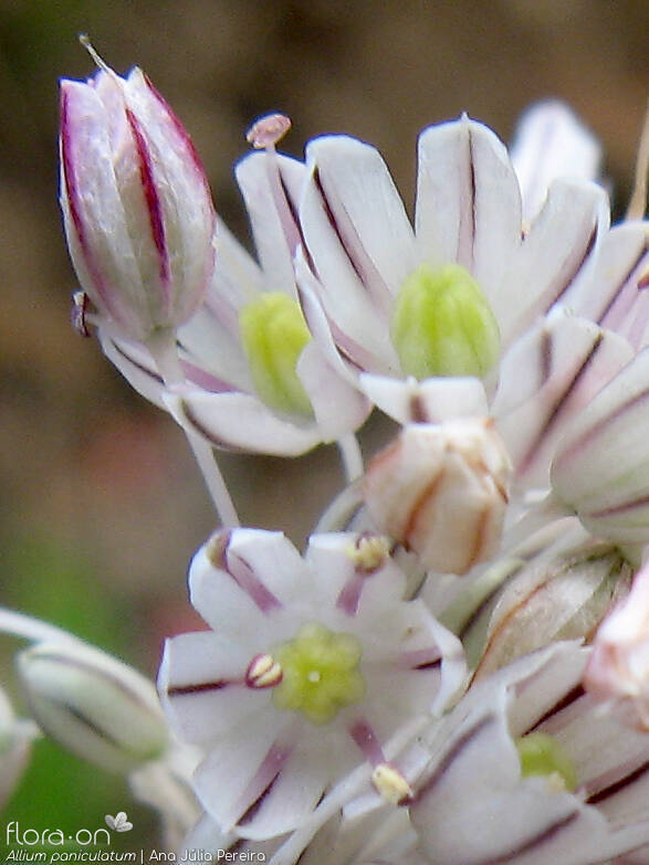 Allium paniculatum - Flor (close-up) | Ana Júlia Pereira; CC BY-NC 4.0