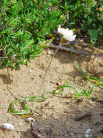 Allium subvillosum