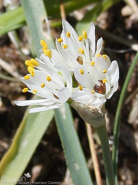 Allium subvillosum - Flor (close-up) | Francisco Clamote; CC BY-NC 4.0