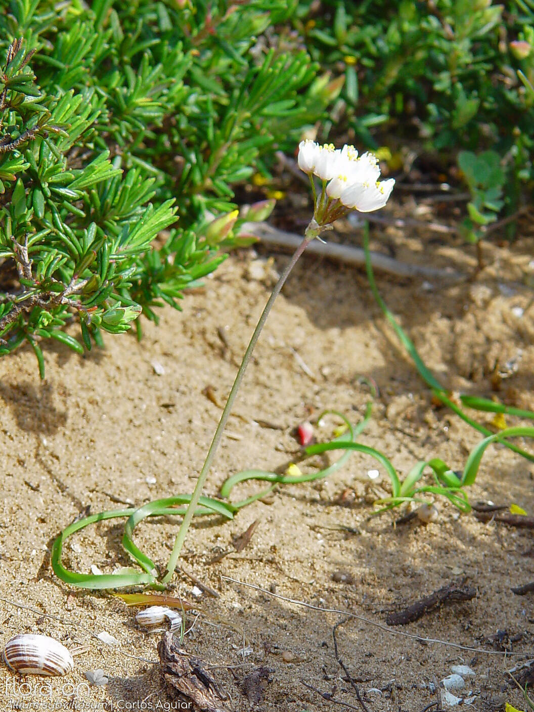Allium subvillosum - Hábito | Carlos Aguiar; CC BY-NC 4.0