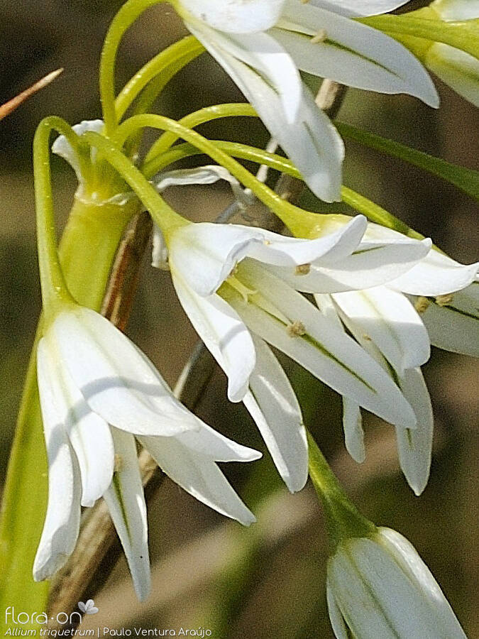 Allium triquetrum - Flor (close-up) | Paulo Ventura Araújo; CC BY-NC 4.0