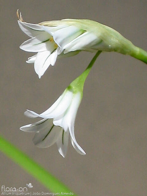 Allium triquetrum - Flor (close-up) | João Domingues Almeida; CC BY-NC 4.0
