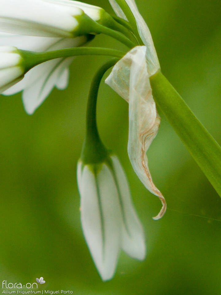 Allium triquetrum - Bráctea | Miguel Porto; CC BY-NC 4.0