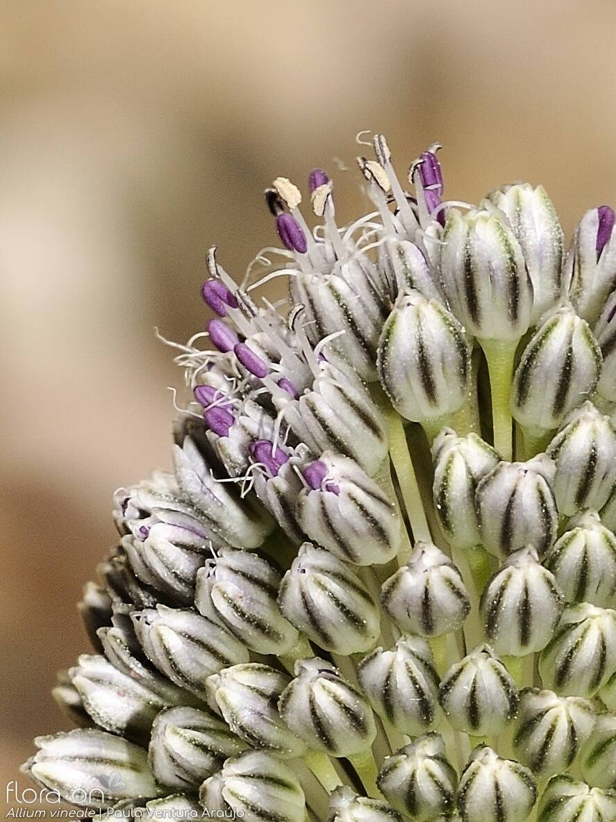 Allium vineale - Flor (close-up) | Paulo Ventura Araújo; CC BY-NC 4.0