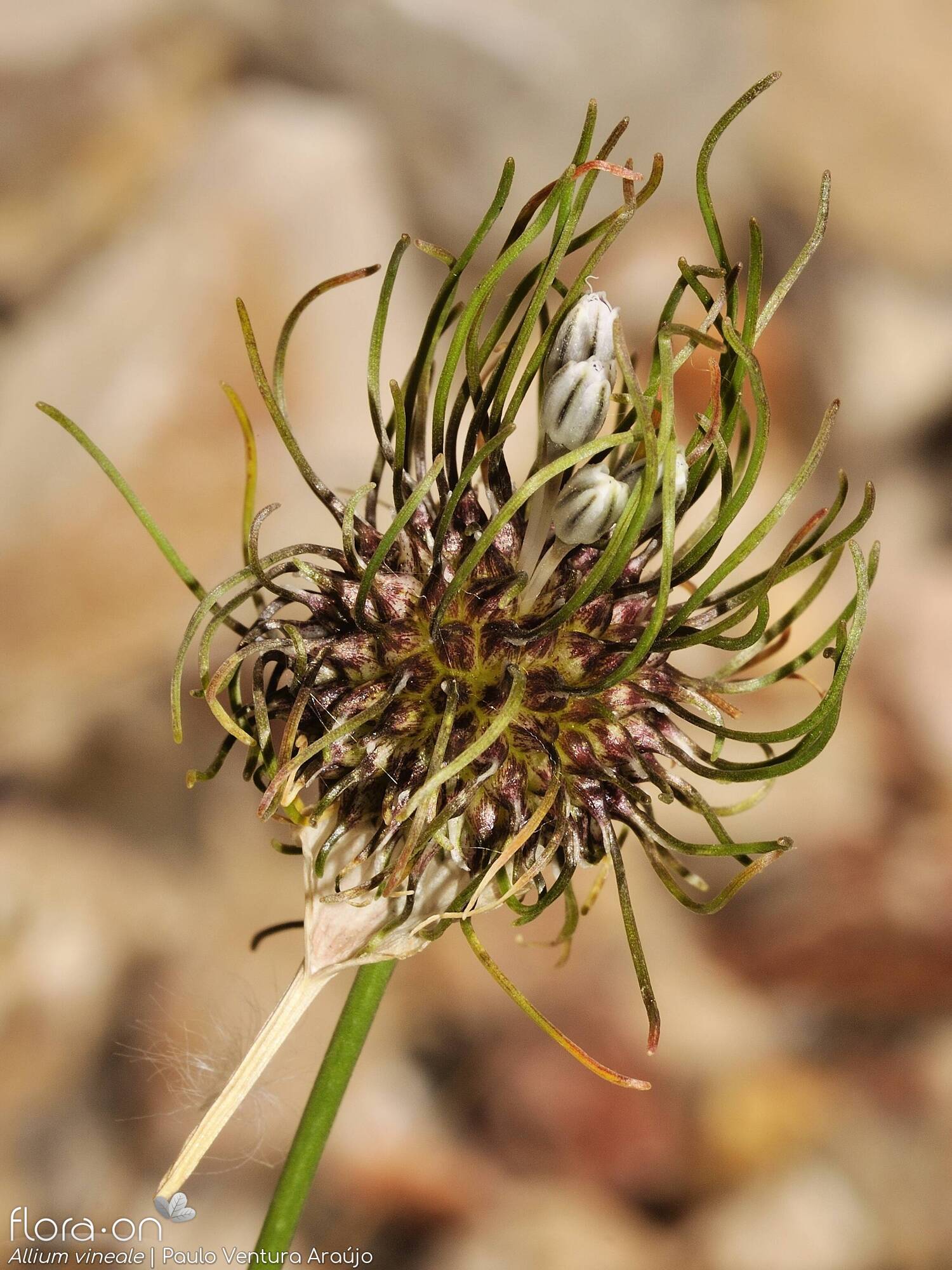 Allium vineale - Flor (geral) | Paulo Ventura Araújo; CC BY-NC 4.0