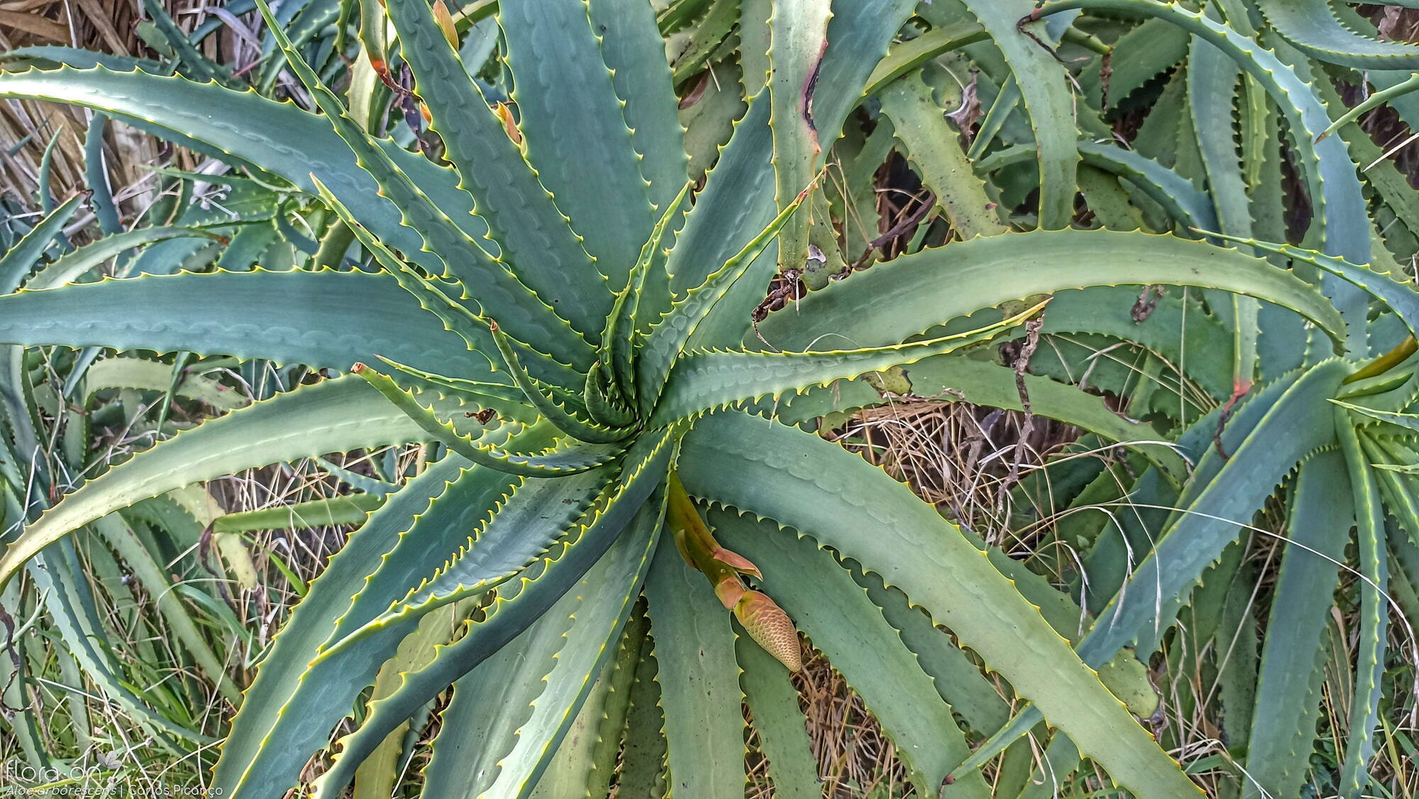 Aloe arborescens -  | Carlos Picanço; CC BY-NC 4.0