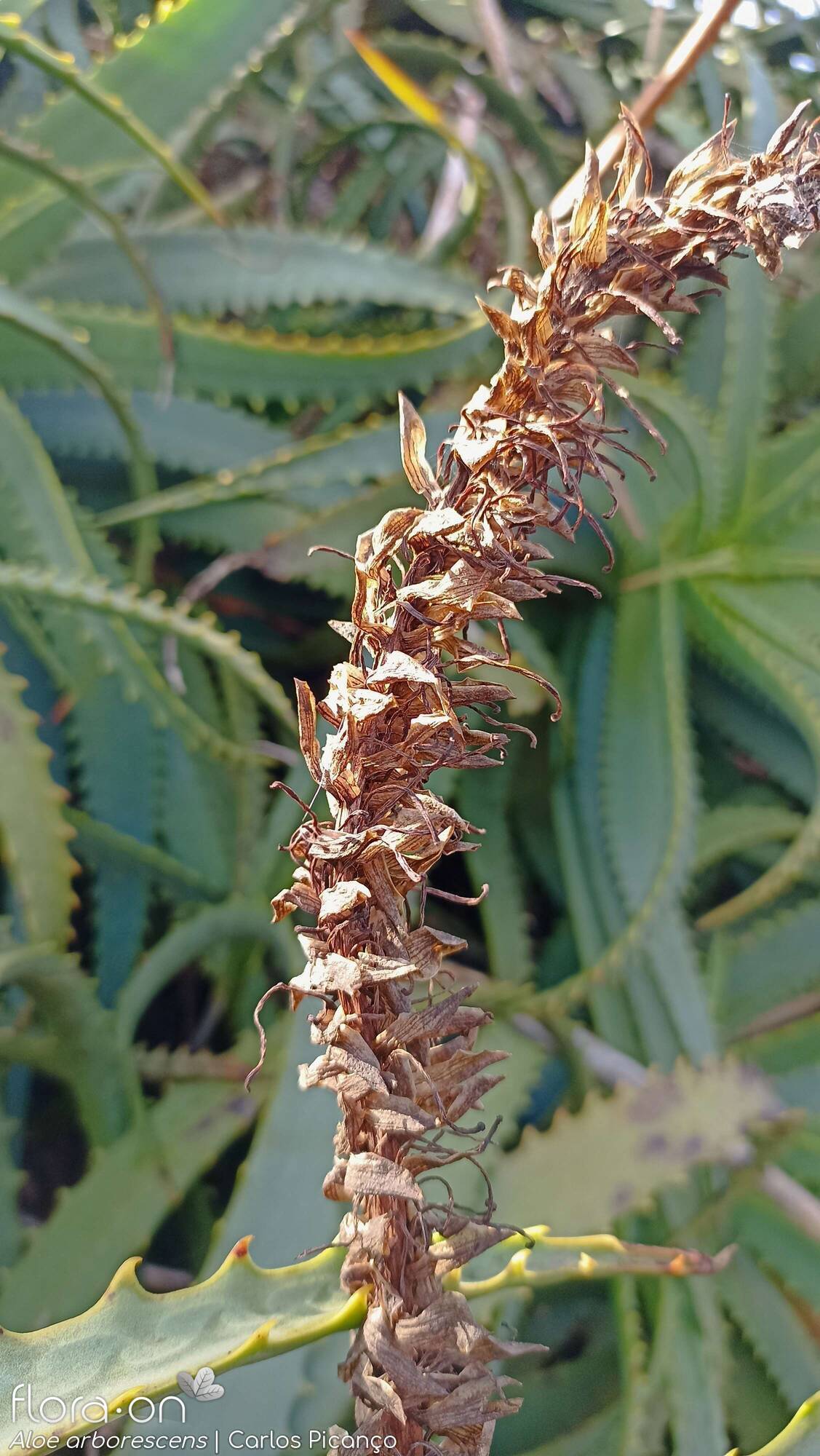 Aloe arborescens -  | Carlos Picanço; CC BY-NC 4.0