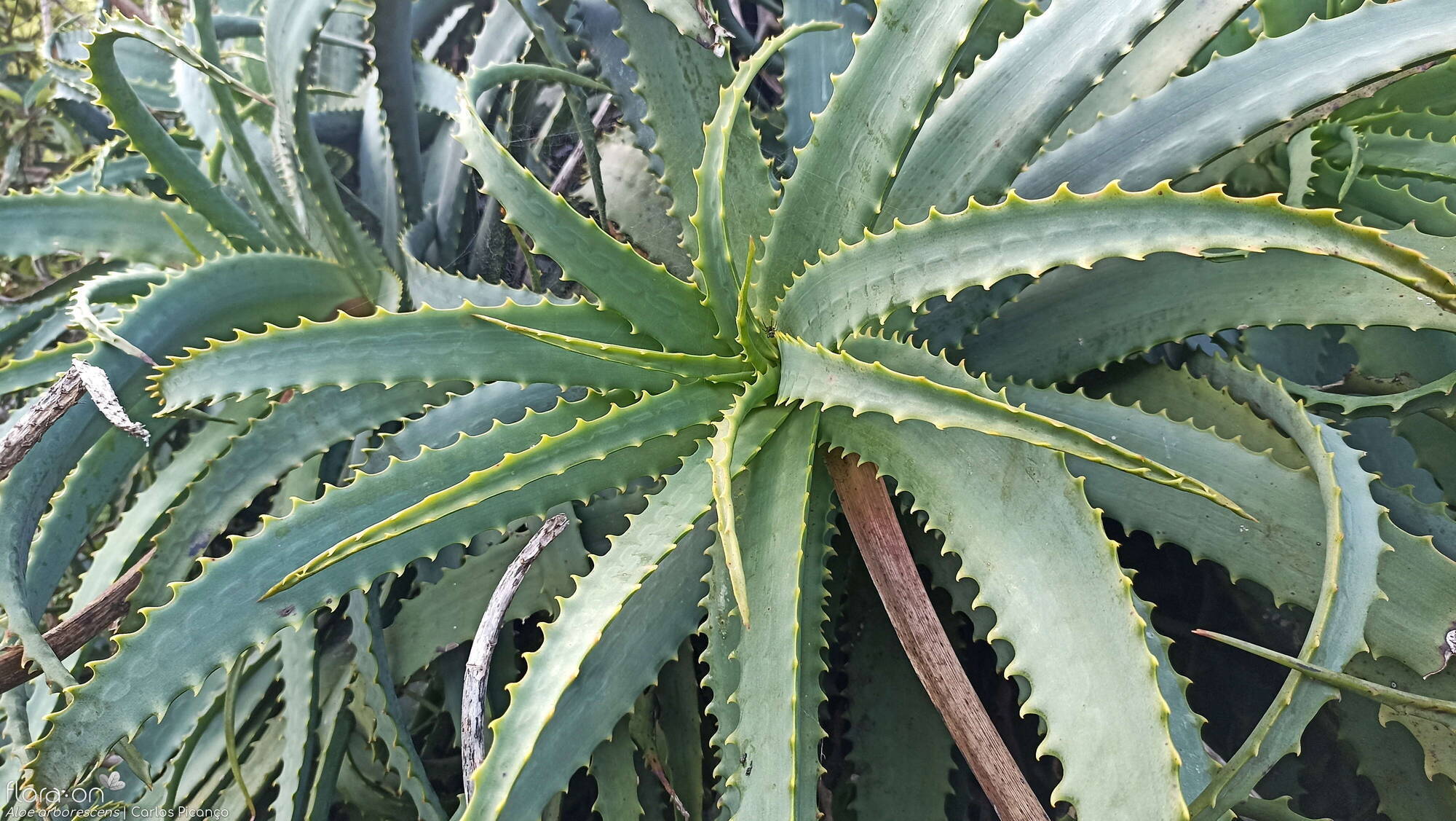 Aloe arborescens -  | Carlos Picanço; CC BY-NC 4.0