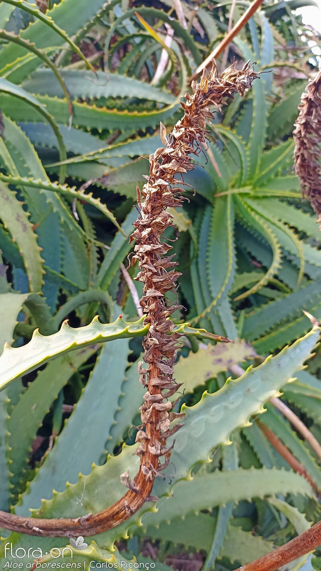 Aloe arborescens -  | Carlos Picanço; CC BY-NC 4.0