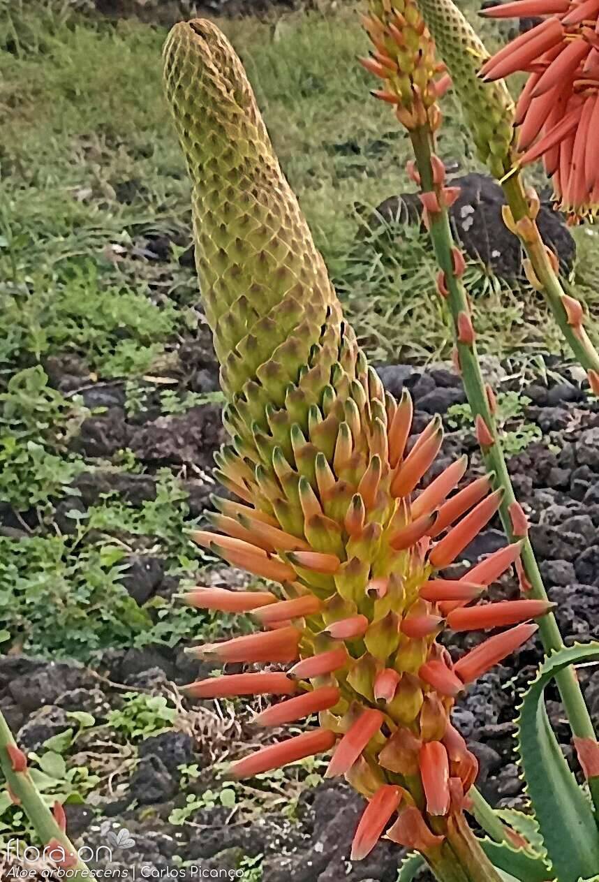 Aloe arborescens -  | Carlos Picanço; CC BY-NC 4.0