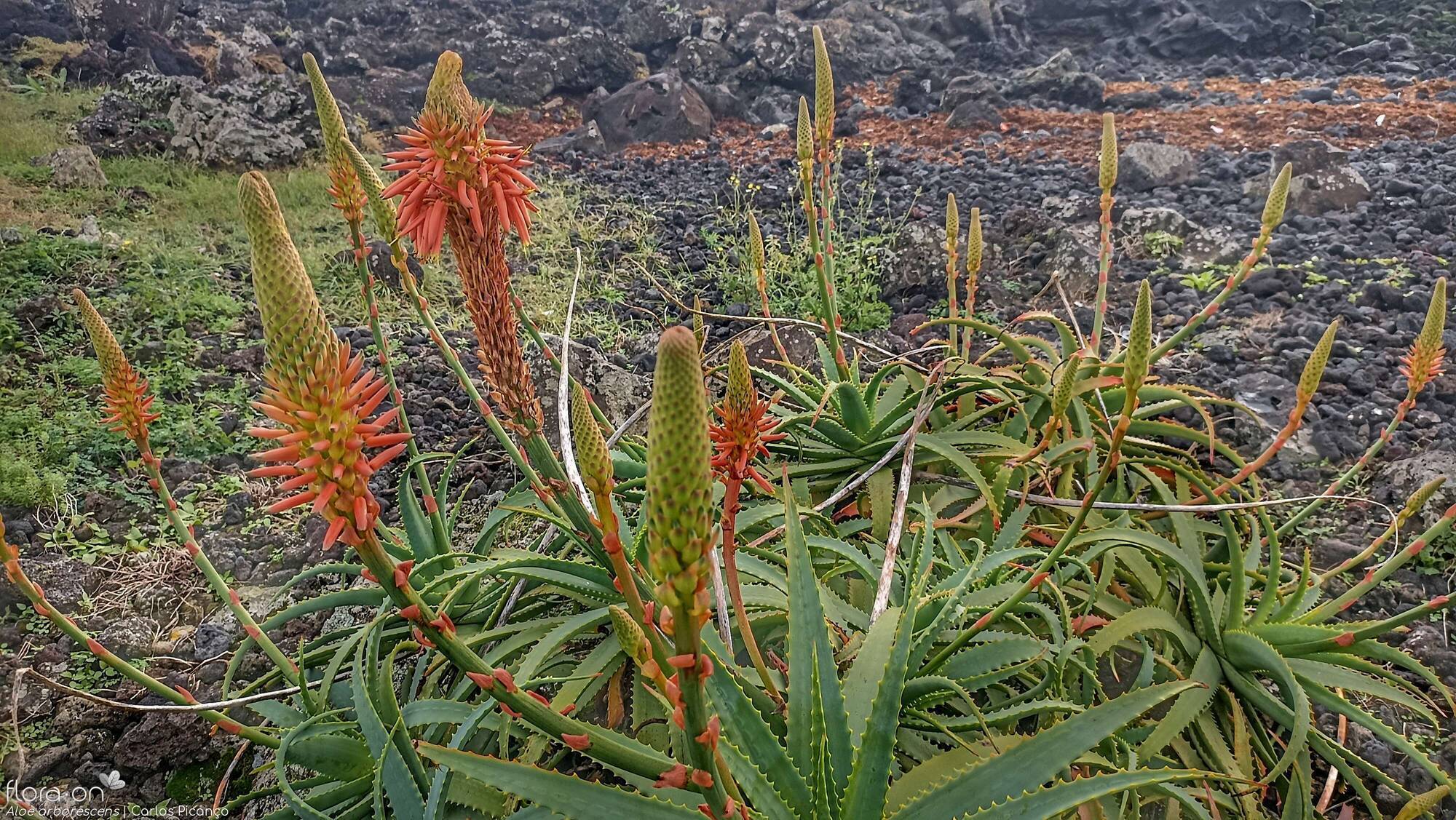 Aloe arborescens -  | Carlos Picanço; CC BY-NC 4.0