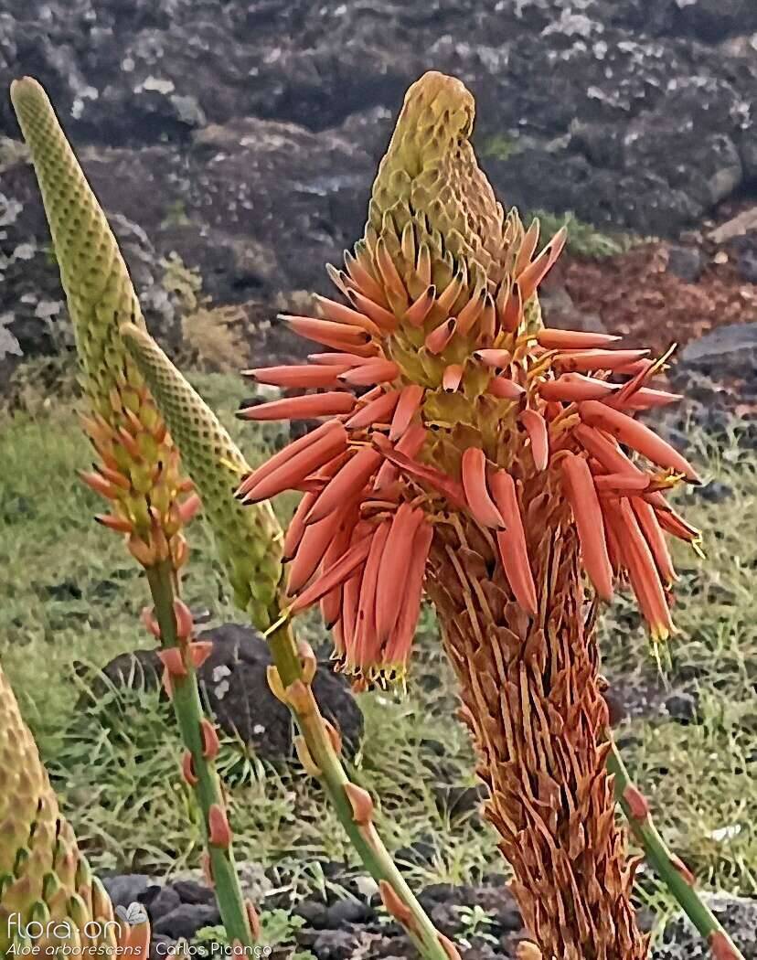 Aloe arborescens -  | Carlos Picanço; CC BY-NC 4.0