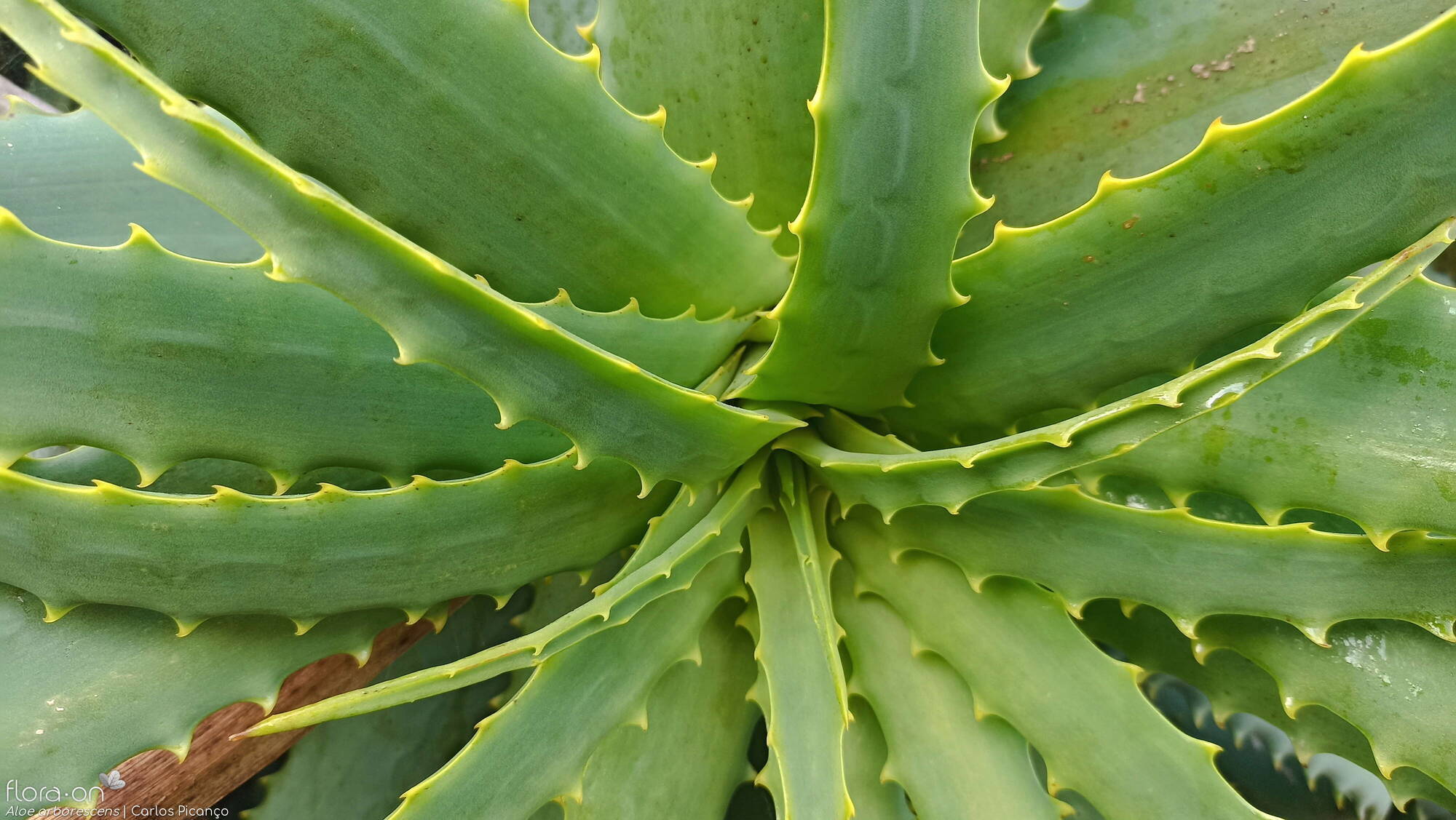 Aloe arborescens -  | Carlos Picanço; CC BY-NC 4.0