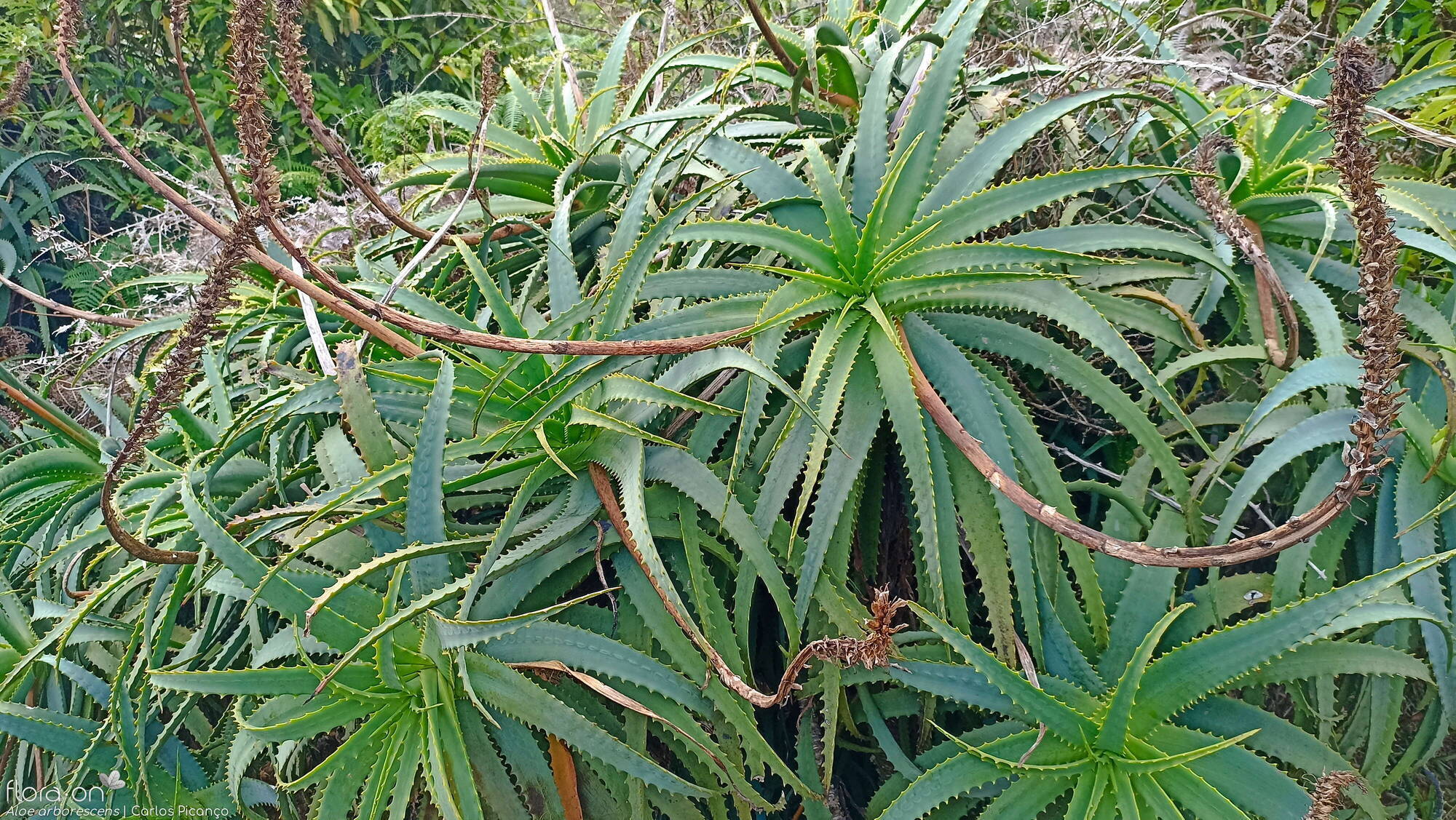 Aloe arborescens -  | Carlos Picanço; CC BY-NC 4.0