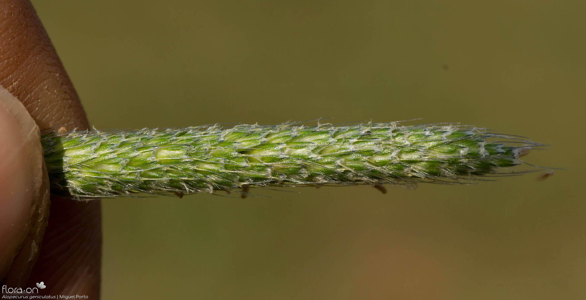 Alopecurus geniculatus - Flor (close-up) | Miguel Porto; CC BY-NC 4.0