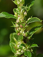 Amaranthus albus