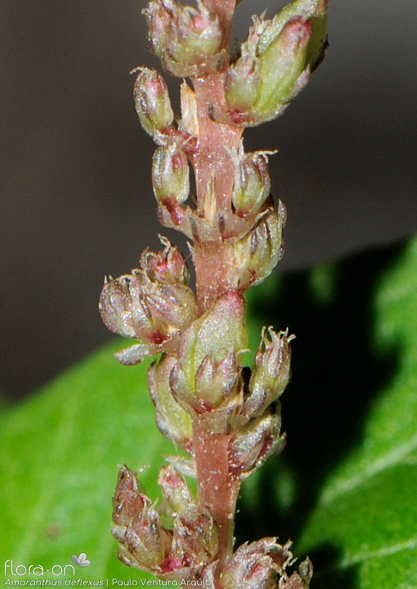 Amaranthus deflexus - Flor (close-up) | Paulo Ventura Araújo; CC BY-NC 4.0