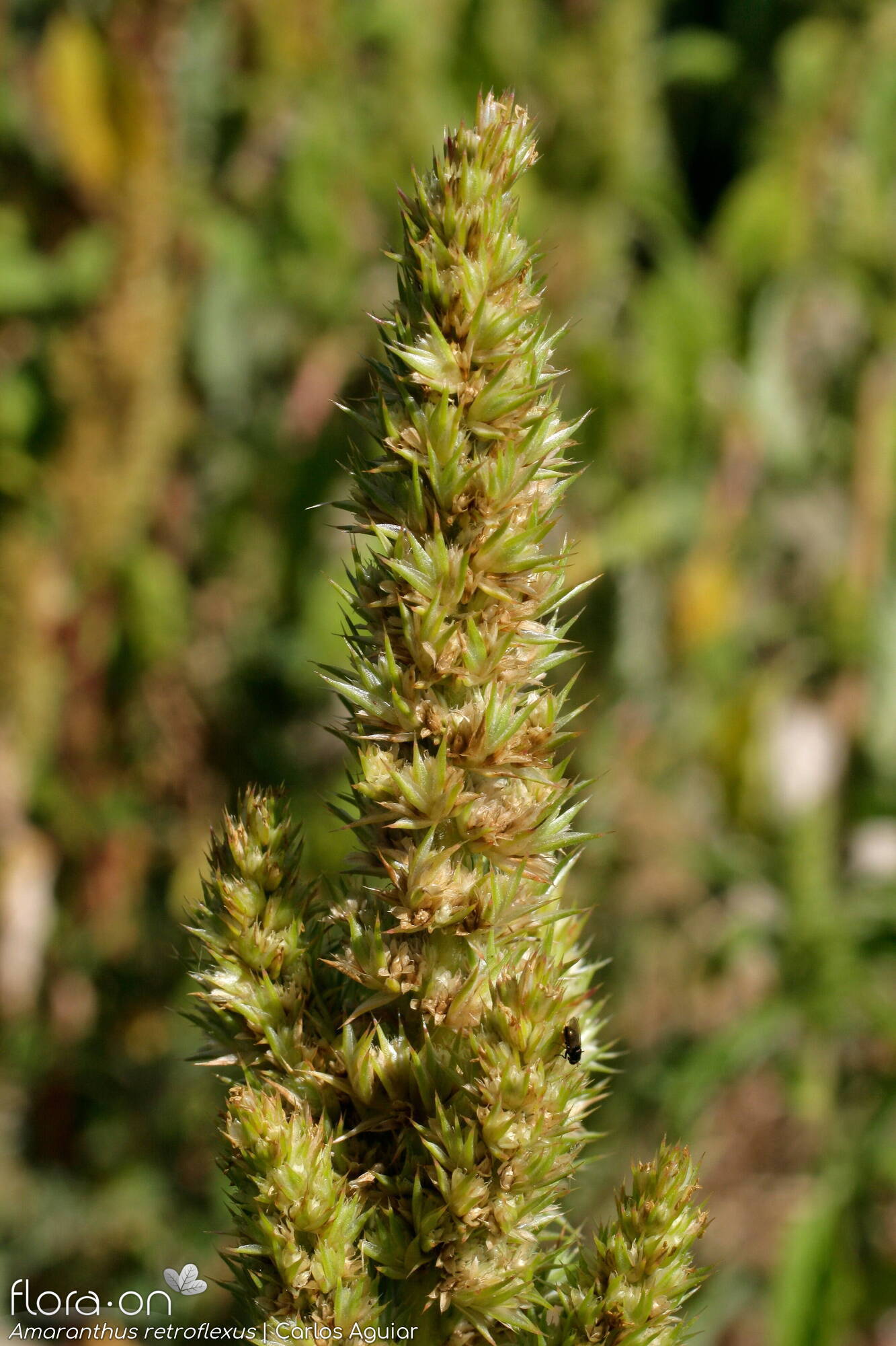 Amaranthus retroflexus - Flor (geral) | Carlos Aguiar; CC BY-NC 4.0