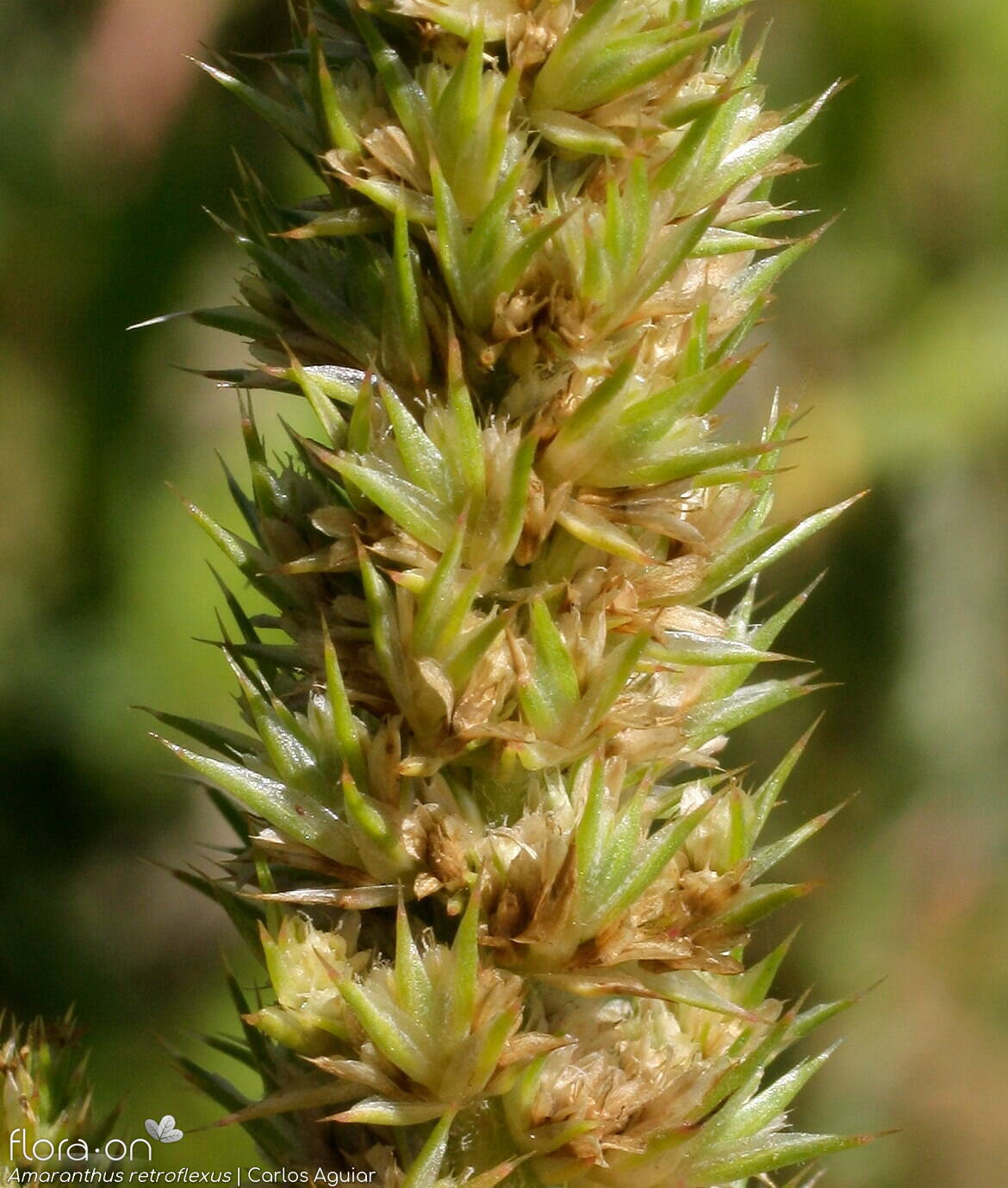 Amaranthus retroflexus - Flor (close-up) | Carlos Aguiar; CC BY-NC 4.0