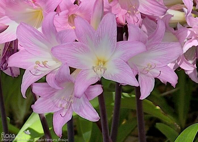 Amaryllis belladonna - Flor (close-up) | Paulo Ventura Araújo; CC BY-NC 4.0