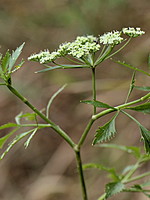 Ammi trifoliatum
