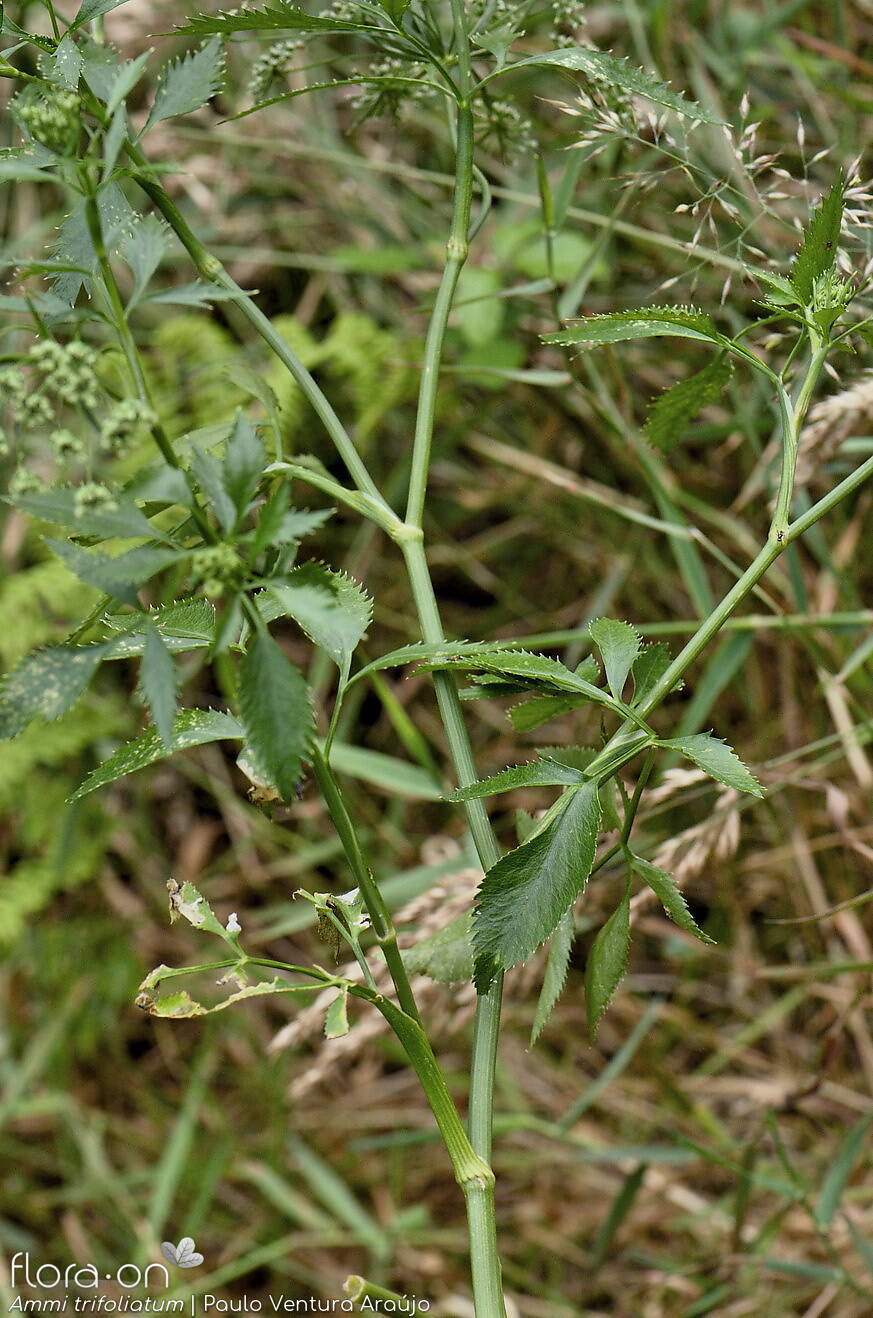 Ammi trifoliatum -  | Paulo Ventura Araújo; CC BY-NC 4.0