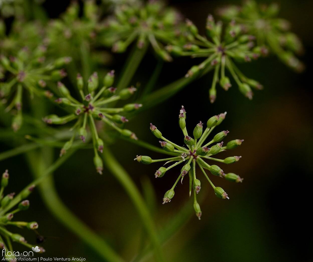 Ammi trifoliatum -  | Paulo Ventura Araújo; CC BY-NC 4.0
