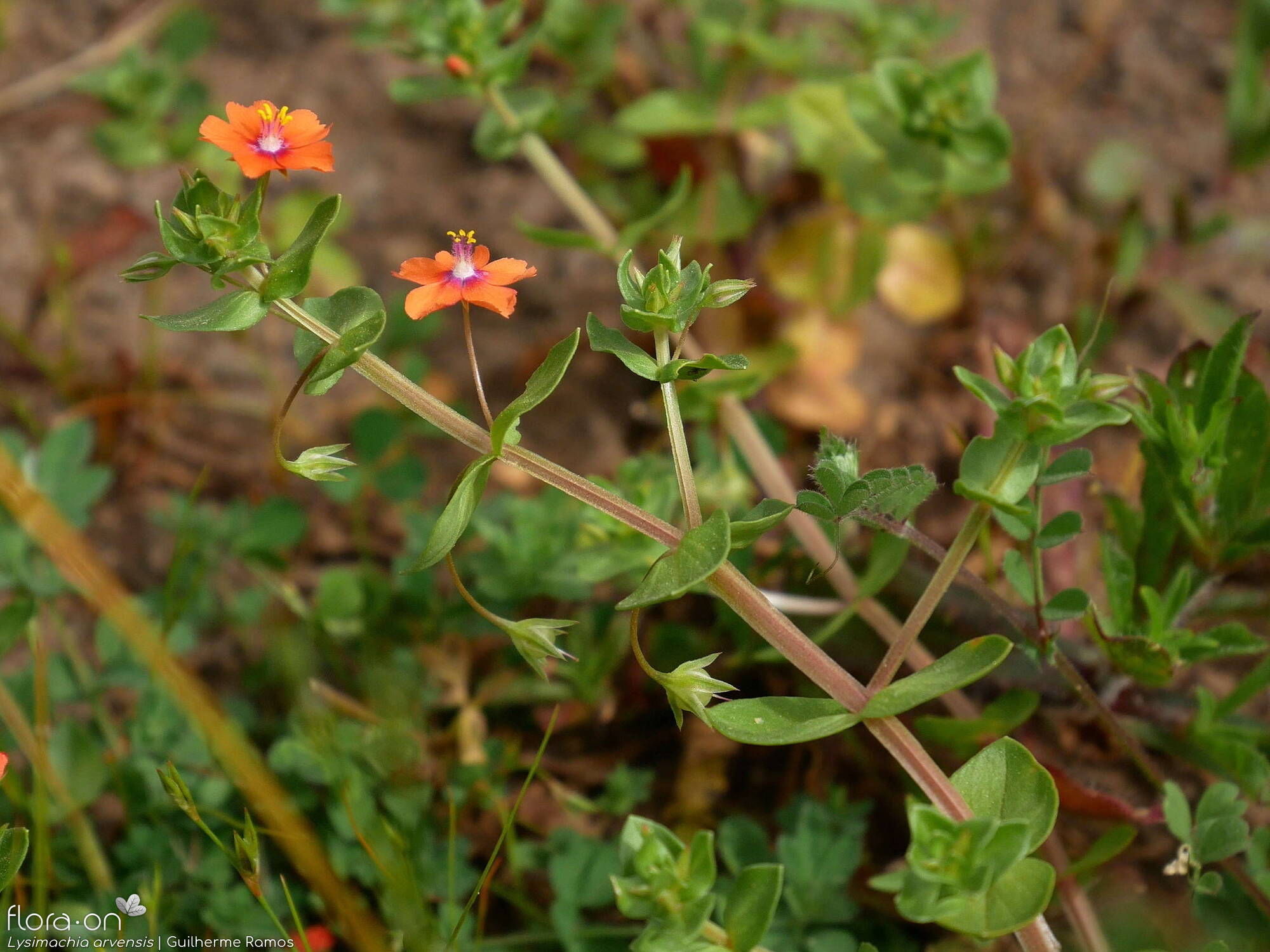 Anagallis arvensis-(1) - Flor (geral) | Guilherme Ramos; CC BY-NC 4.0