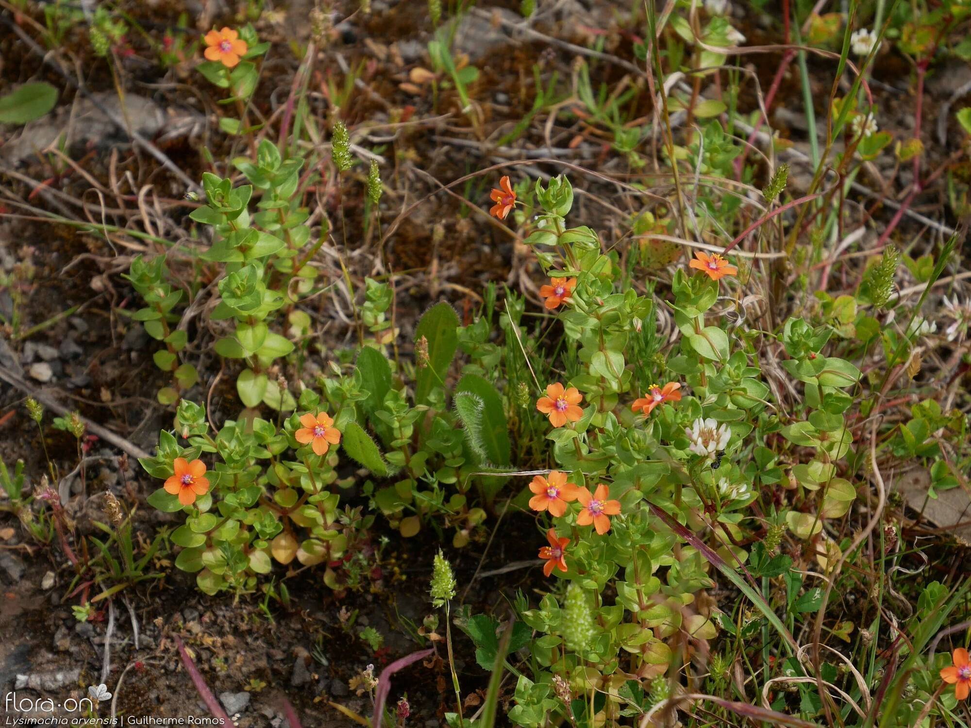 Anagallis arvensis-(1) - Hábito | Guilherme Ramos; CC BY-NC 4.0