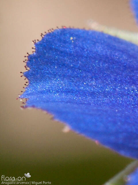 Anagallis arvensis - Flor (close-up) | Miguel Porto; CC BY-NC 4.0