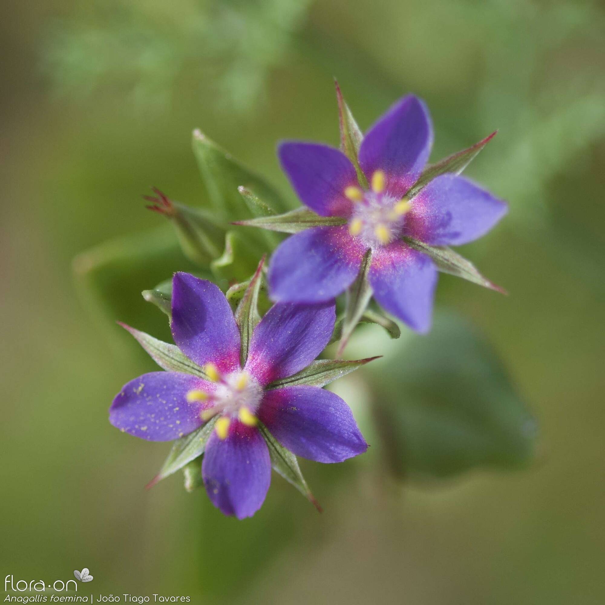 Anagallis foemina - Flor (close-up) | João Tiago Tavares; CC BY-NC 4.0