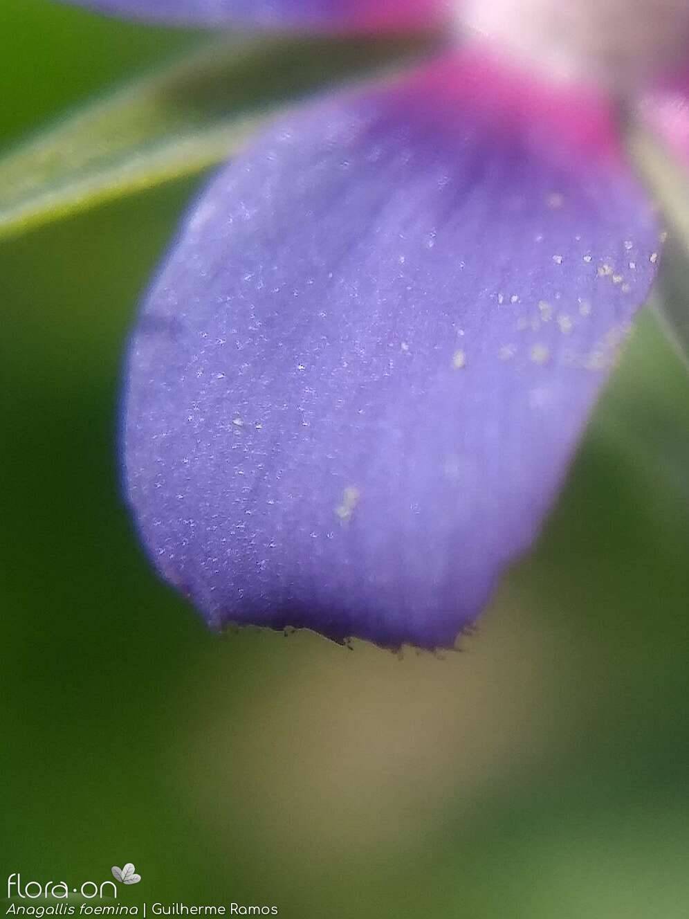 Anagallis foemina - Flor (close-up) | Guilherme Ramos; CC BY-NC 4.0