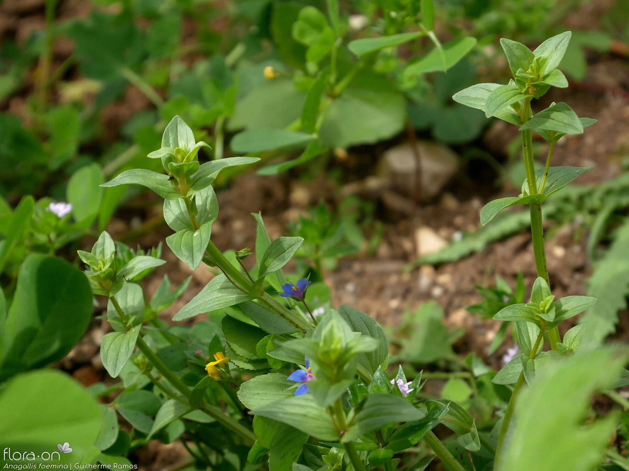 Anagallis foemina - Hábito | Guilherme Ramos; CC BY-NC 4.0