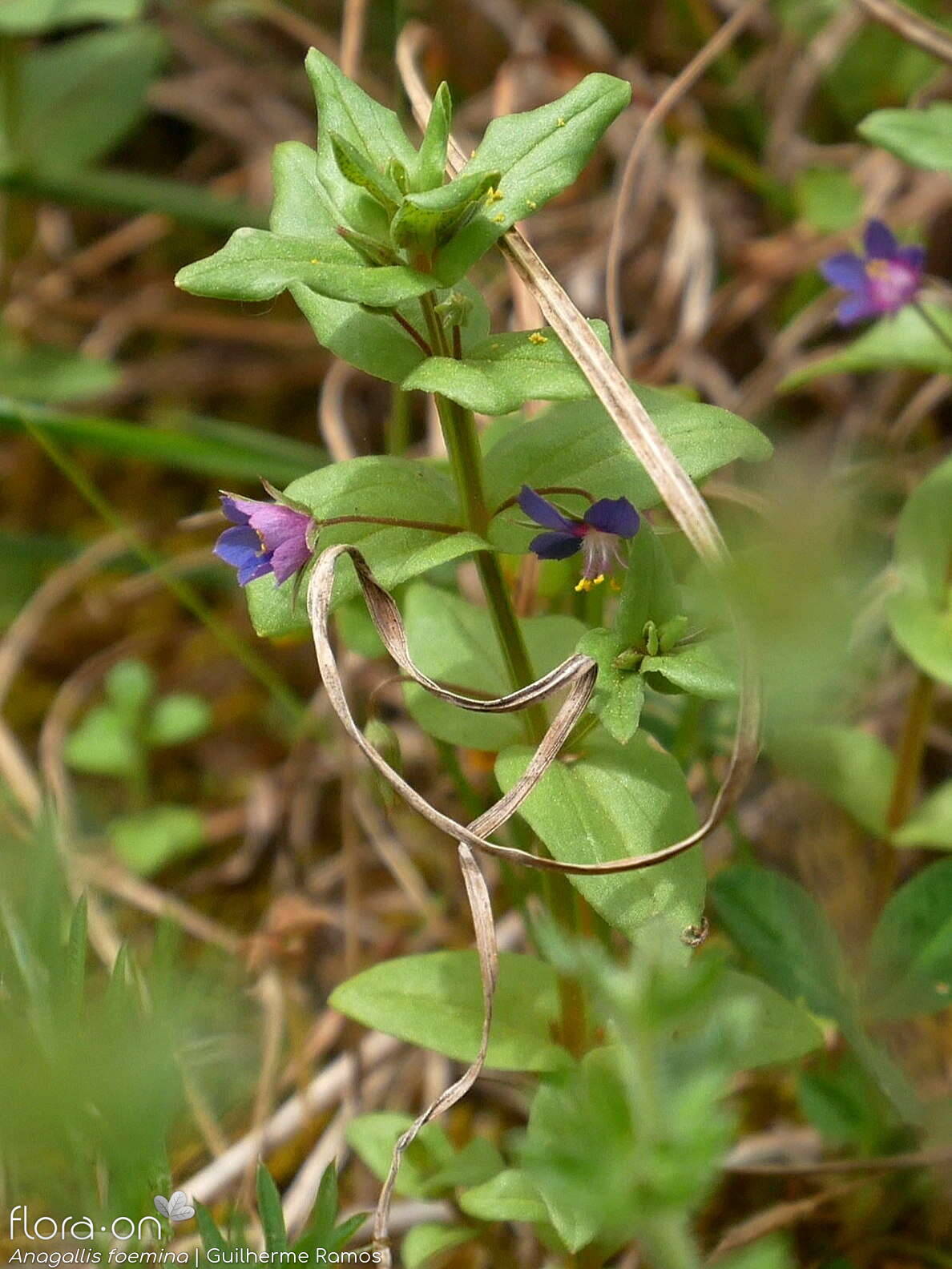 Anagallis foemina - Hábito | Guilherme Ramos; CC BY-NC 4.0