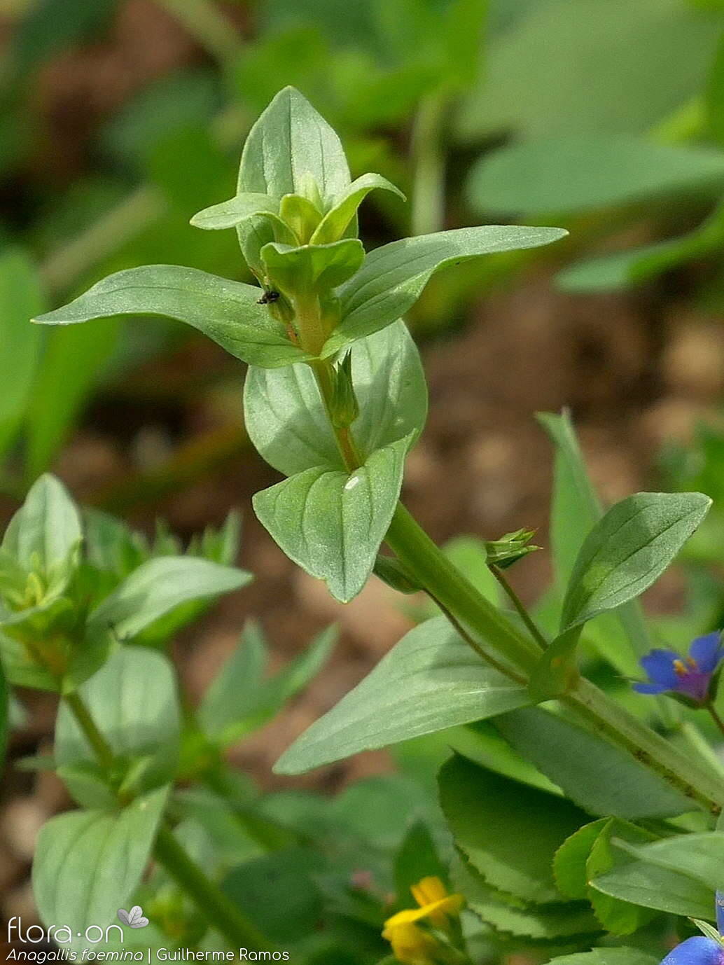 Anagallis foemina - Folha | Guilherme Ramos; CC BY-NC 4.0