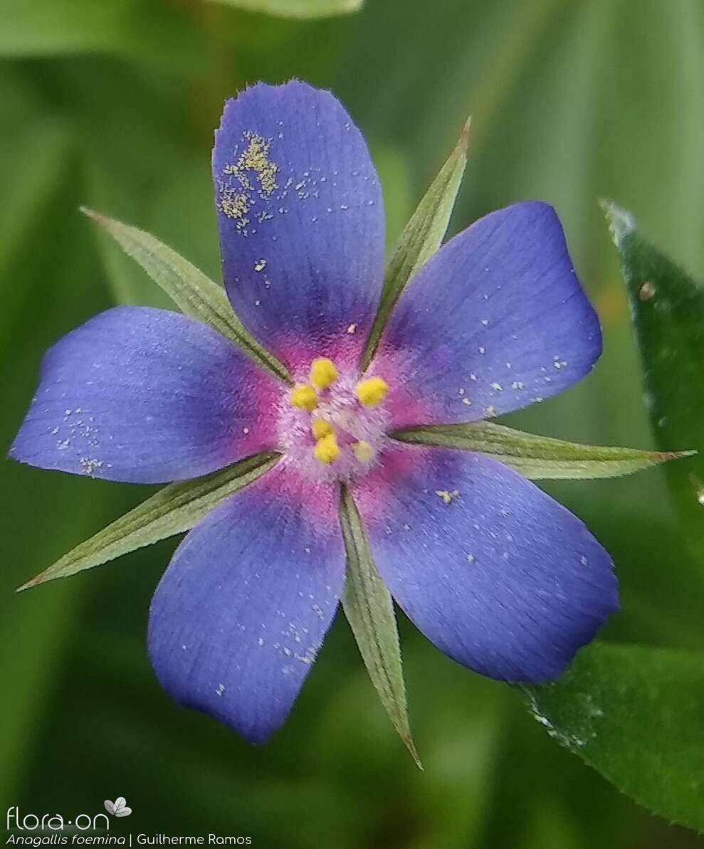 Anagallis foemina - Flor (close-up) | Guilherme Ramos; CC BY-NC 4.0