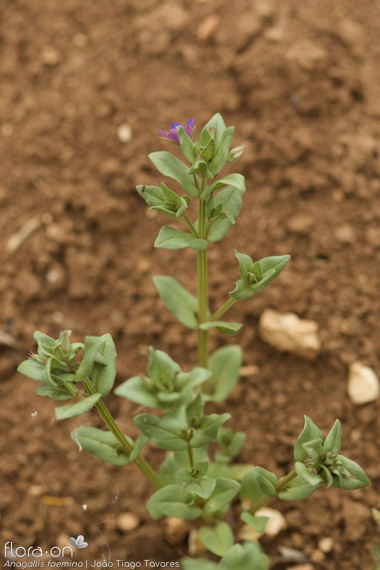 Anagallis foemina - Hábito | João Tiago Tavares; CC BY-NC 4.0