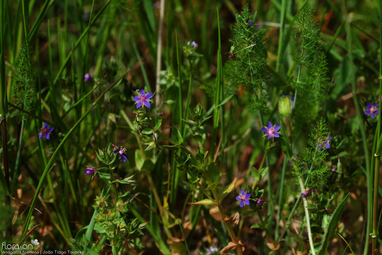 Anagallis foemina - Habitat | João Tiago Tavares; CC BY-NC 4.0