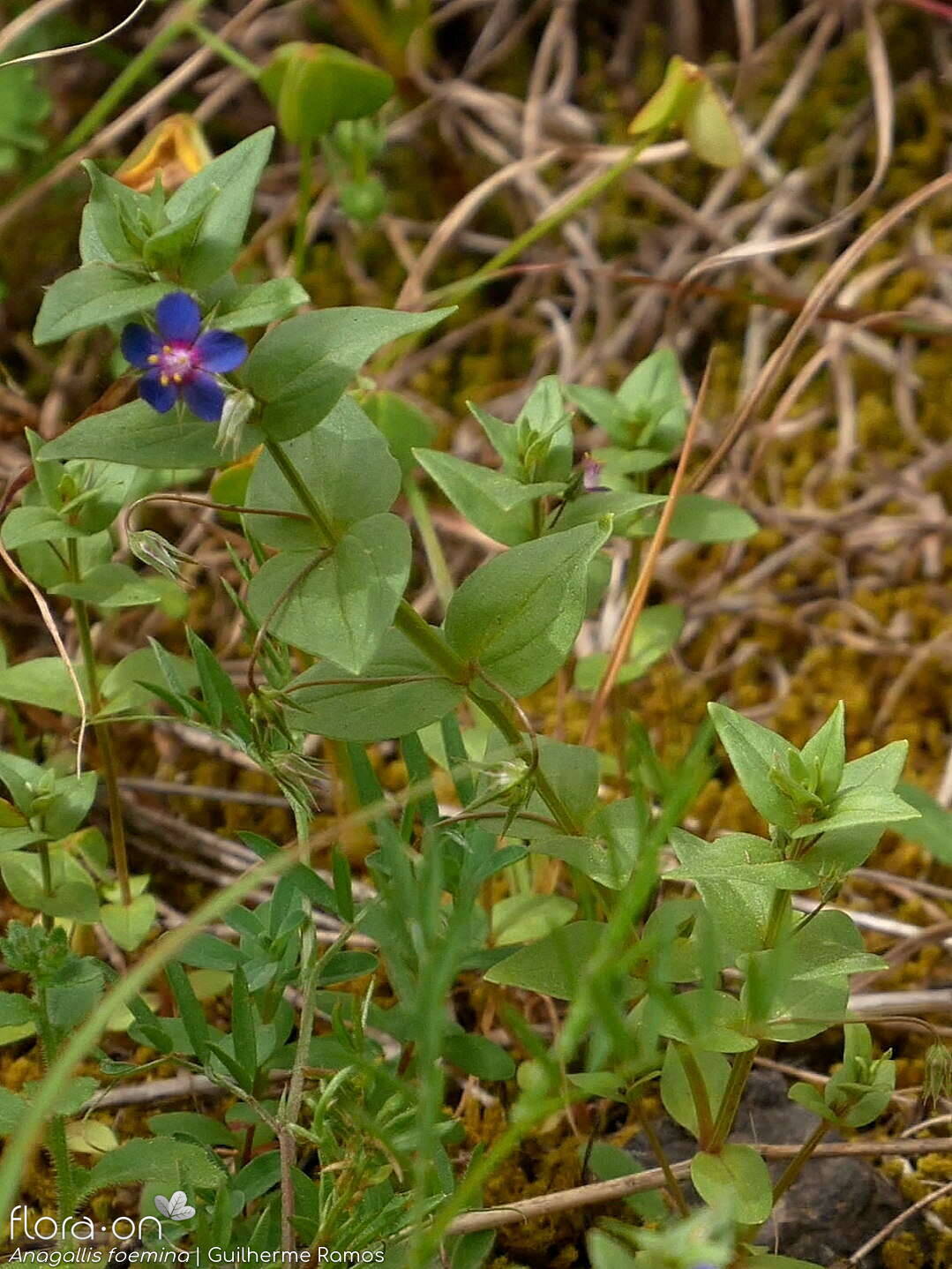 Anagallis foemina - Hábito | Guilherme Ramos; CC BY-NC 4.0