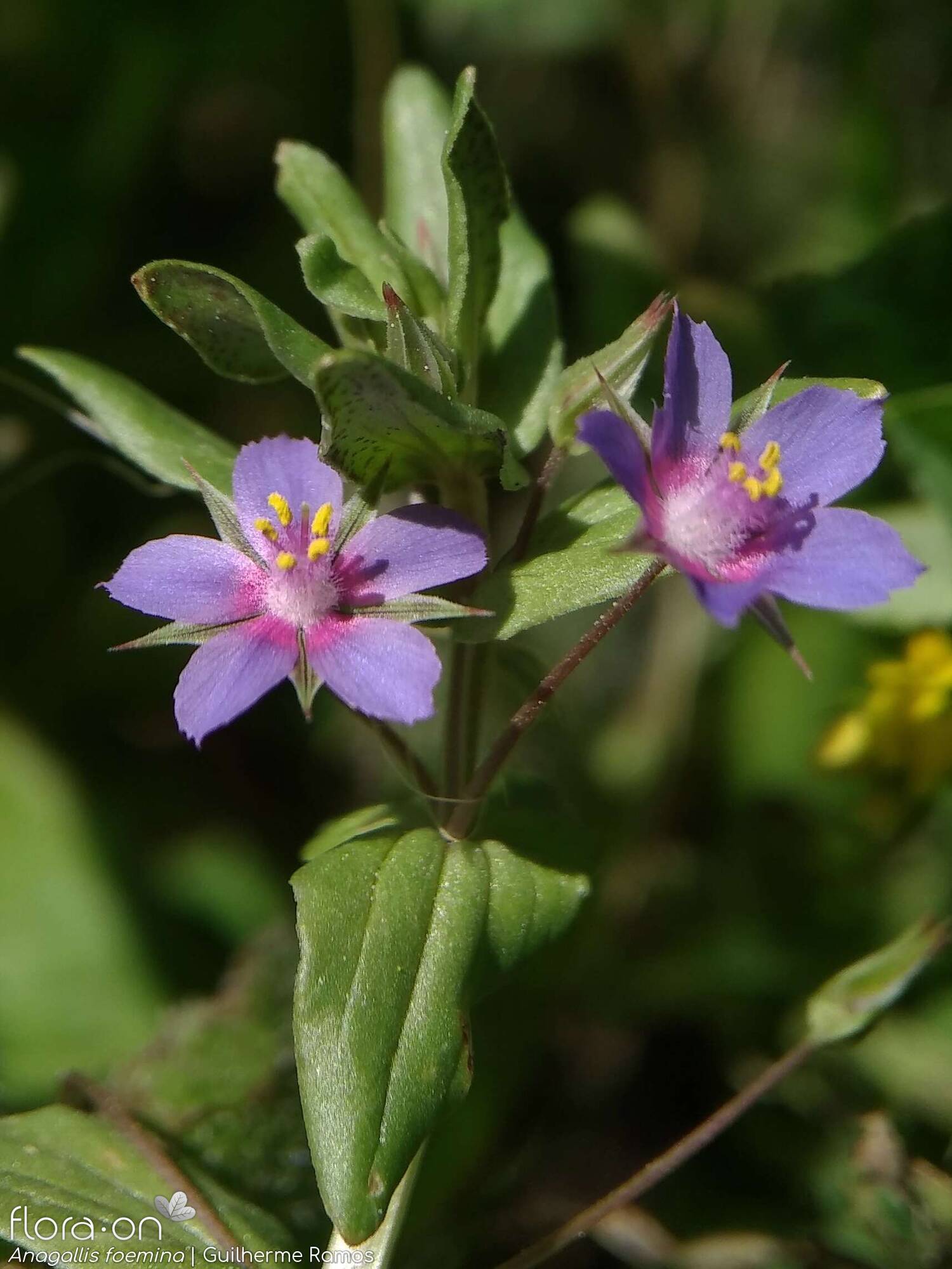 Anagallis foemina - Flor (close-up) | Guilherme Ramos; CC BY-NC 4.0