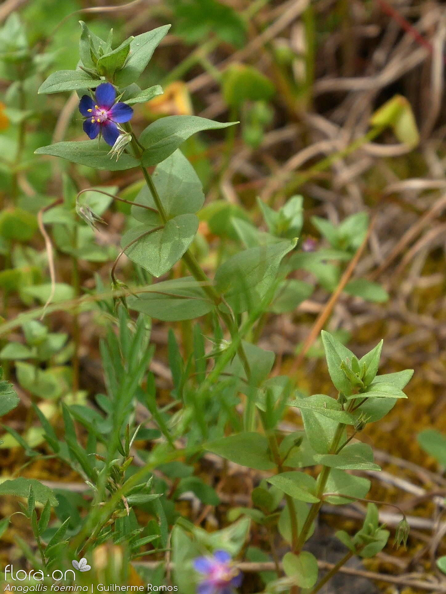 Anagallis foemina - Hábito | Guilherme Ramos; CC BY-NC 4.0