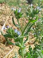 Anchusa arvensis