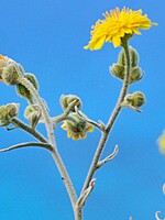 Andryala crithmifolia