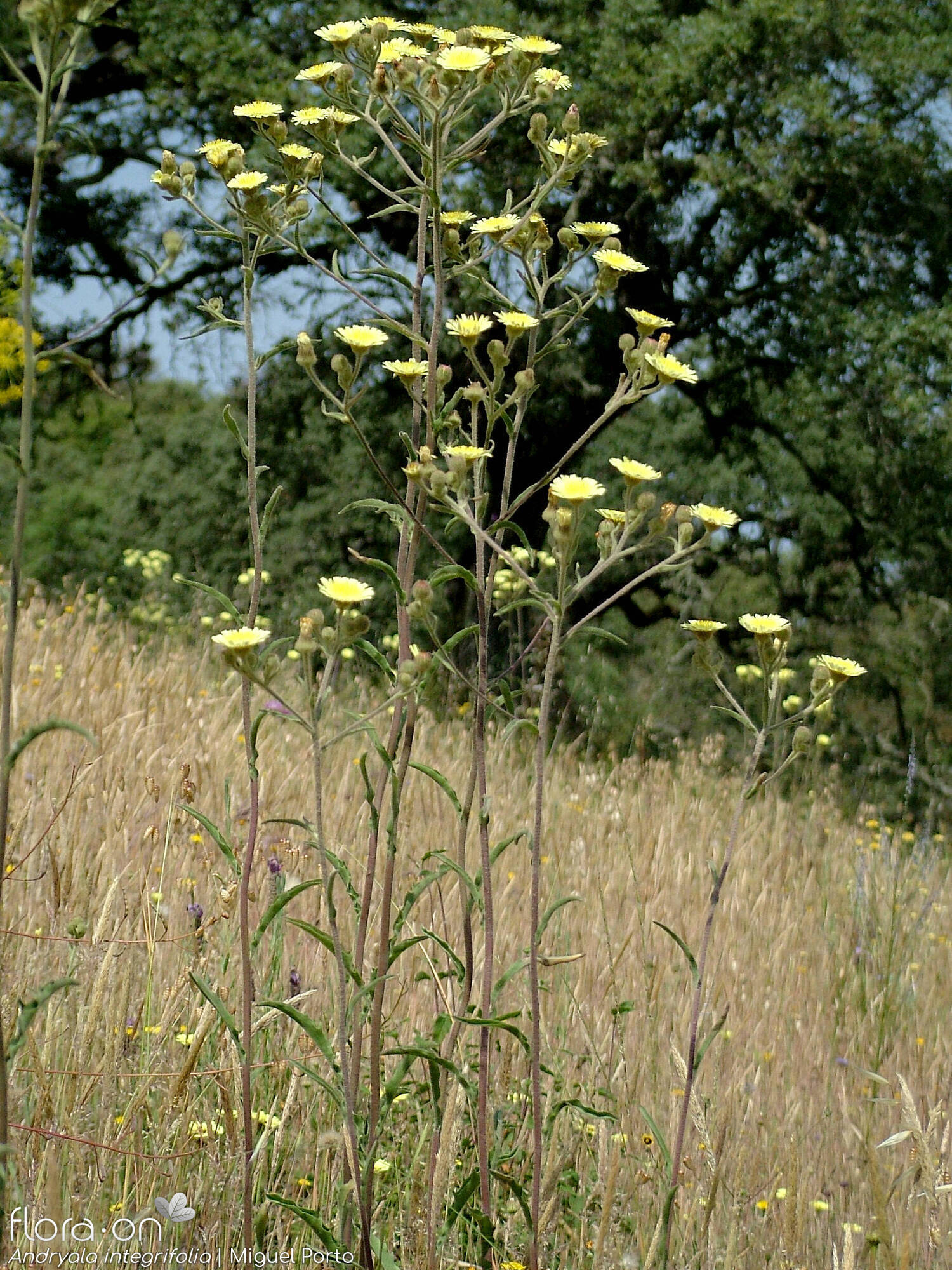 Andryala integrifolia - Hábito | Miguel Porto; CC BY-NC 4.0