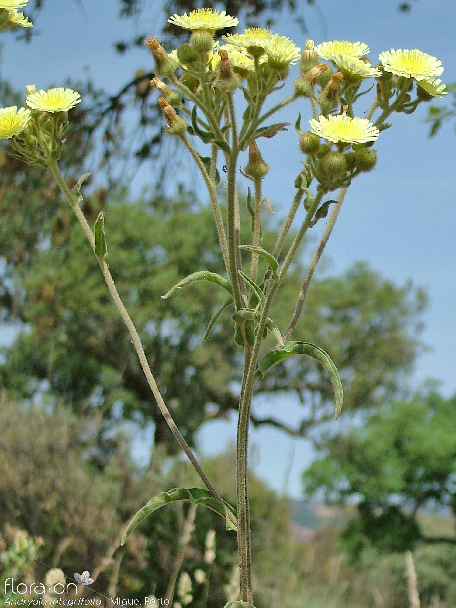 Andryala integrifolia - Flor (geral) | Miguel Porto; CC BY-NC 4.0
