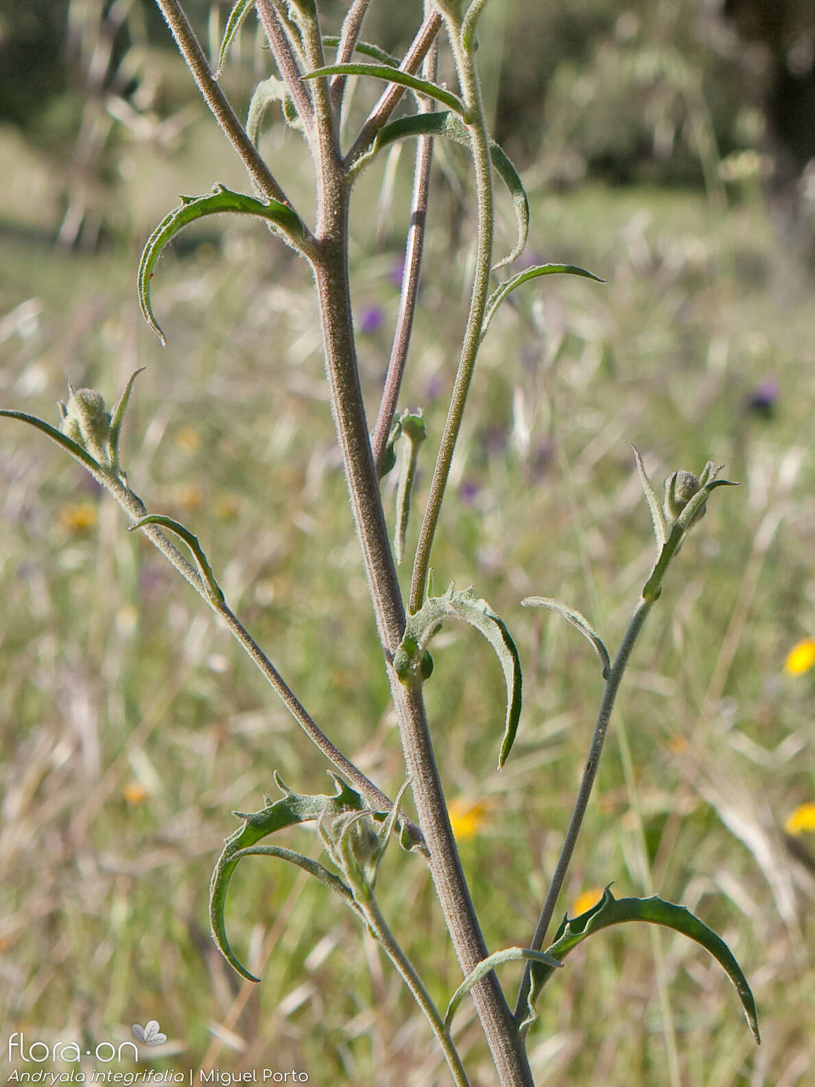 Andryala integrifolia - Folha | Miguel Porto; CC BY-NC 4.0