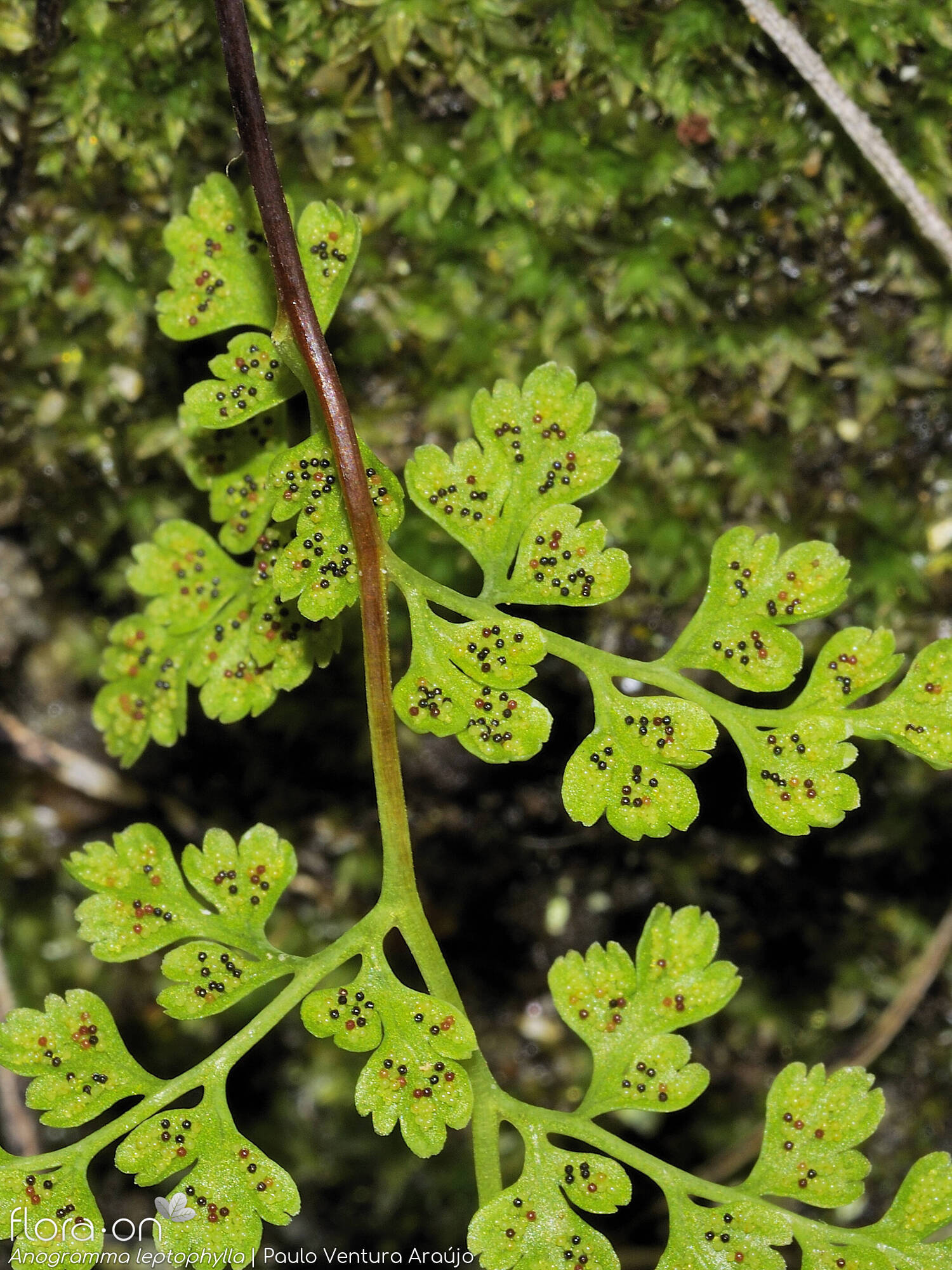 Anogramma leptophylla - Folha | Paulo Ventura Araújo; CC BY-NC 4.0
