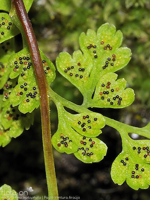 Anogramma leptophylla - Folha | Paulo Ventura Araújo; CC BY-NC 4.0